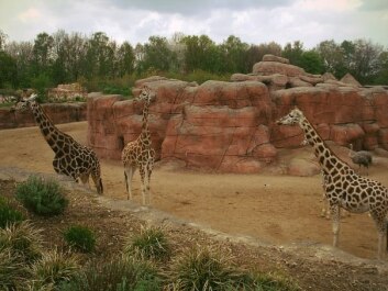 photo 429851