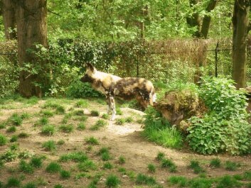 photo 429852