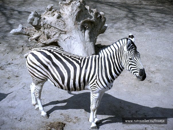 photo 429853