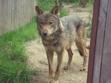 photo 429854
