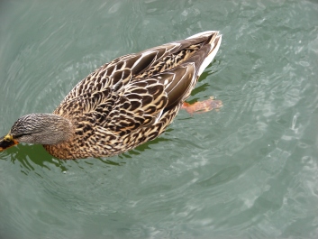photo 1241424