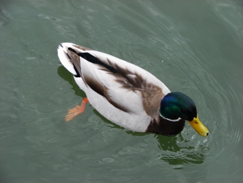 photo 1241425