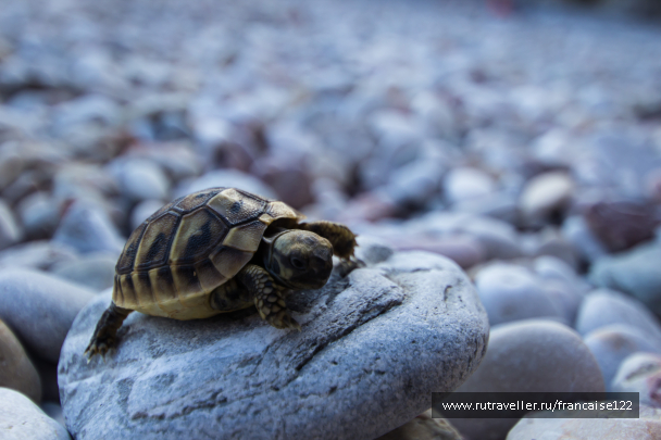 photo 1168402
