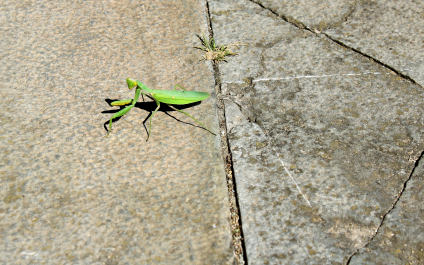 photo 1416447