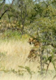 photo 476406