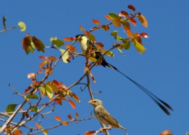 photo 476409