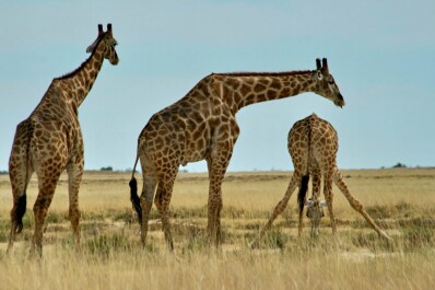 photo 476411