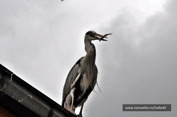 photo 1148310