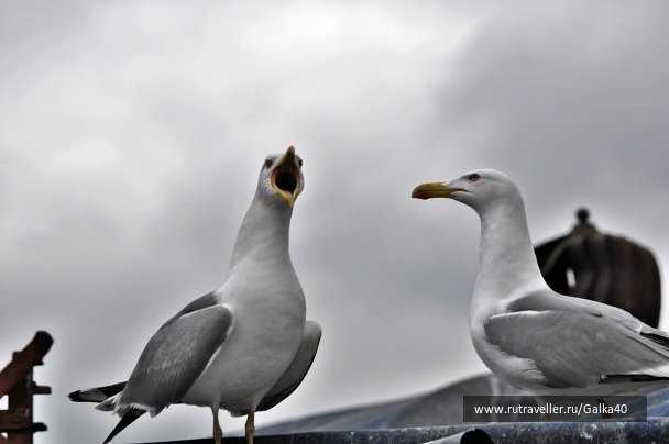 photo 1148311