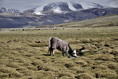 photo 1105531