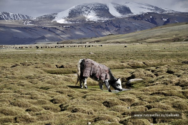 photo 1105531