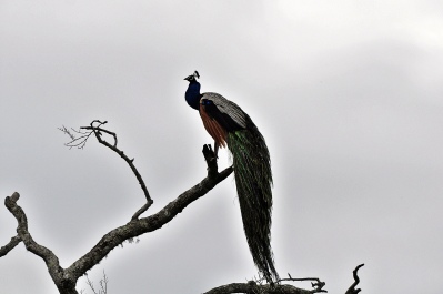 photo 1143266