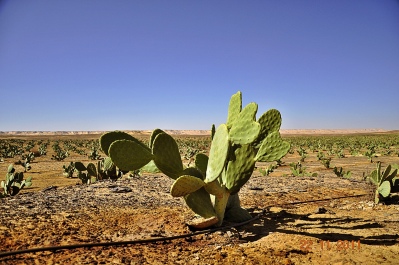 photo 1175715