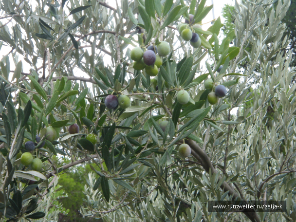 photo 678009