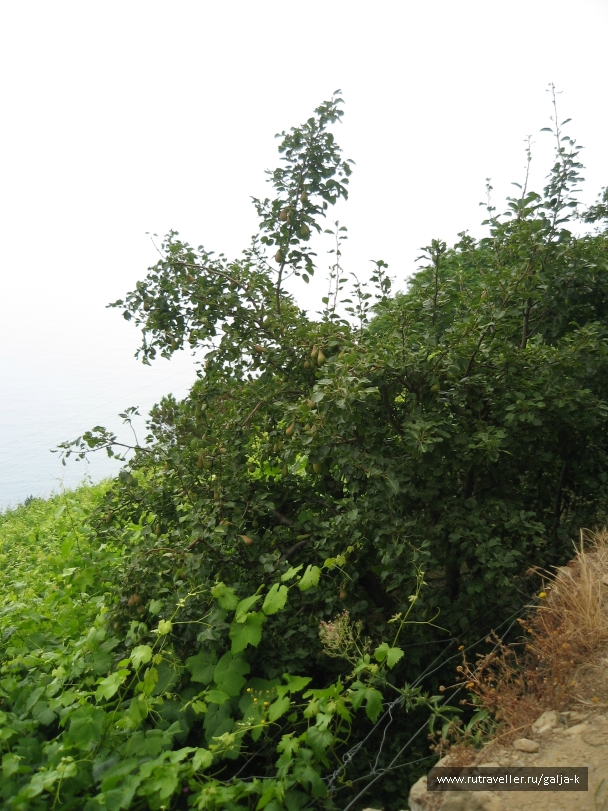 photo 832858