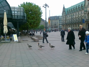 photo 919148