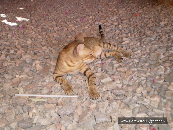 photo 10462