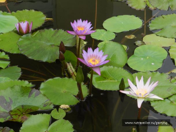 photo 1265412