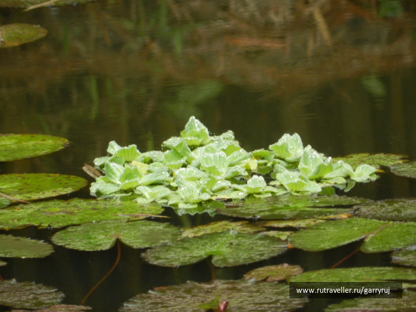 photo 1267018