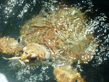 photo 414270