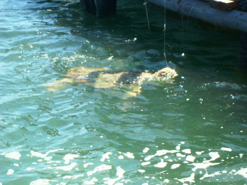 photo 414271