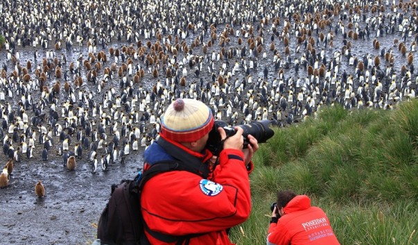 king penguins (2)