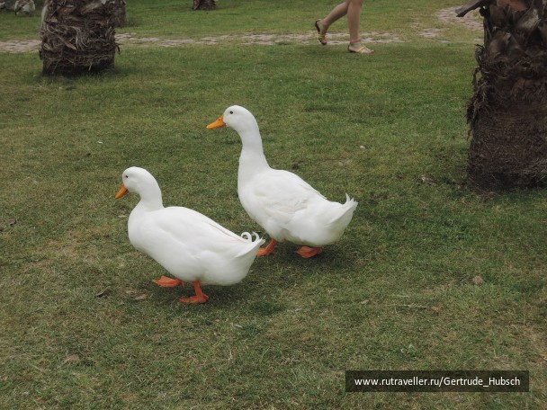 photo 745896