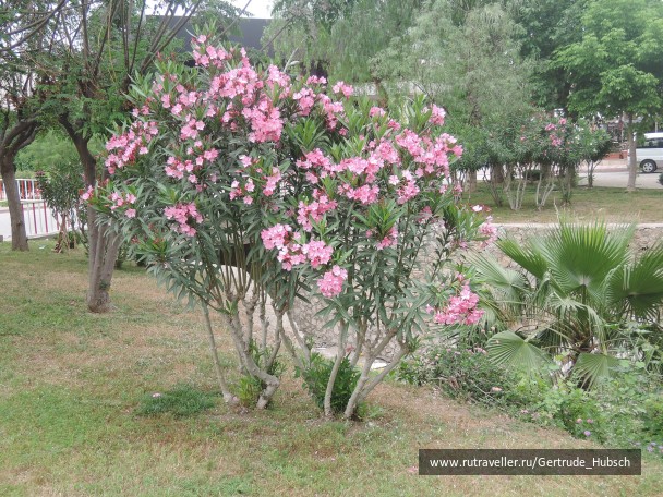 photo 745899