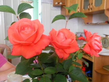 photo 792737