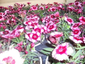 photo 792740