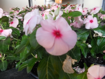 photo 792742