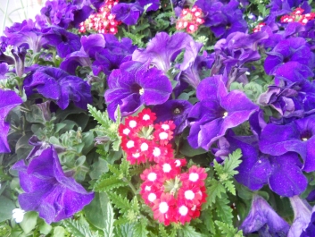 photo 792743