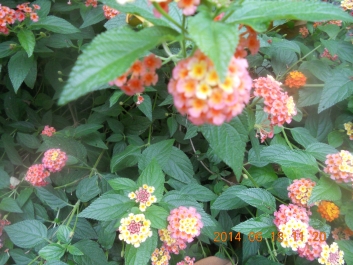 photo 792745