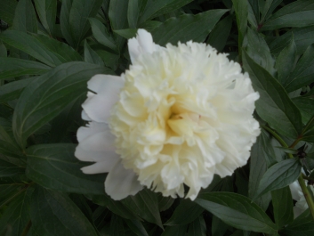 photo 792748