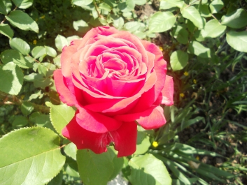 photo 792750