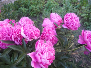 photo 792752