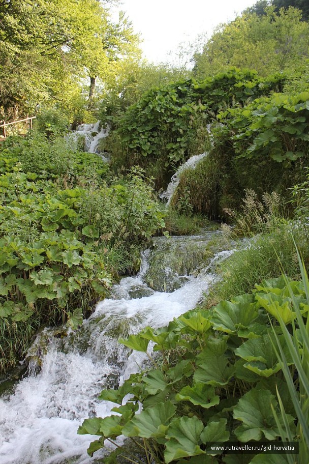 photo 1229408