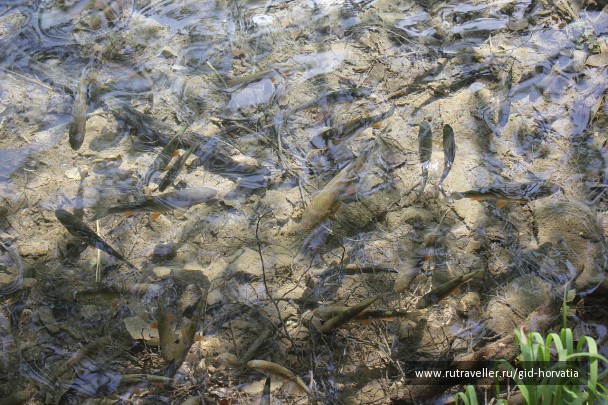 photo 1229417