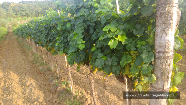 photo 1238733