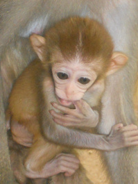 photo 105785