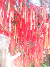 photo 255255