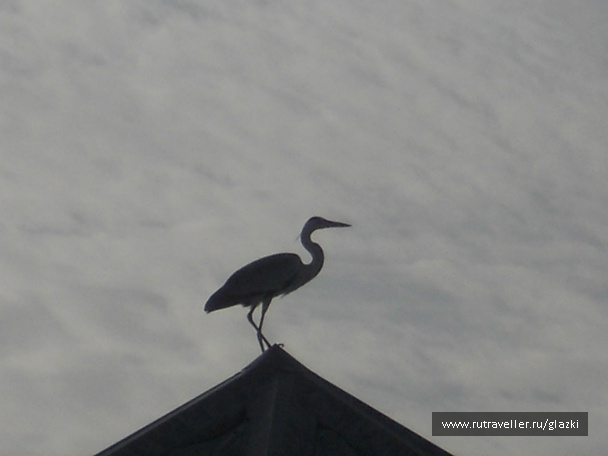 photo 105852