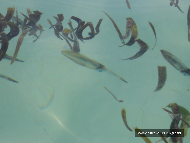 photo 105855