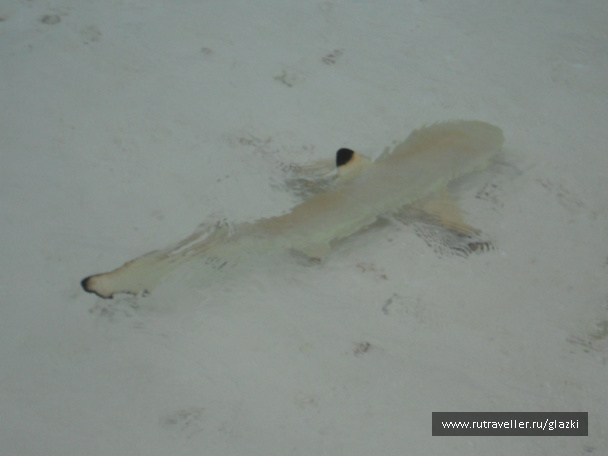 photo 105856