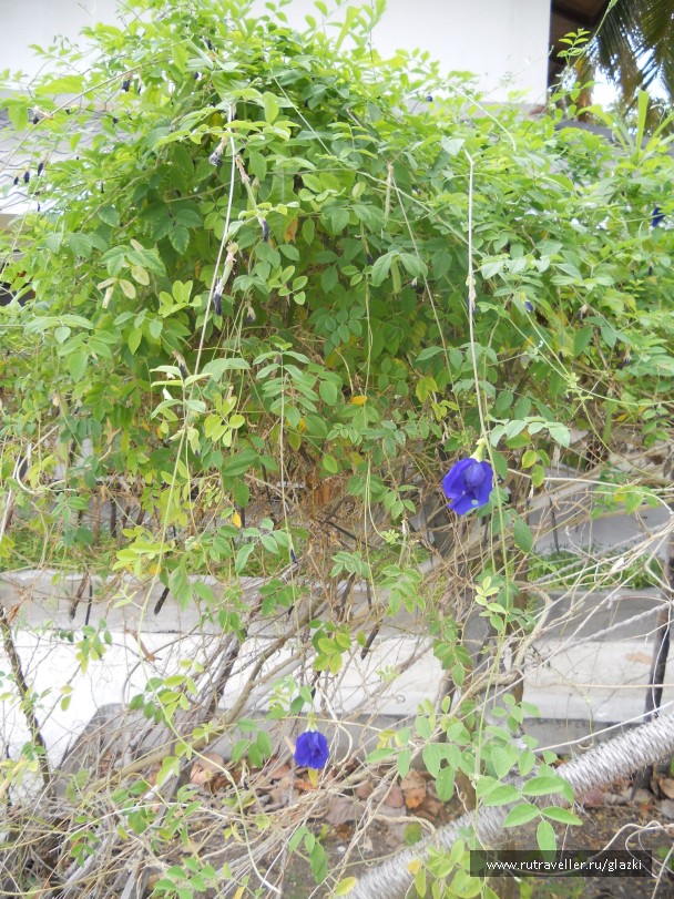 photo 359127