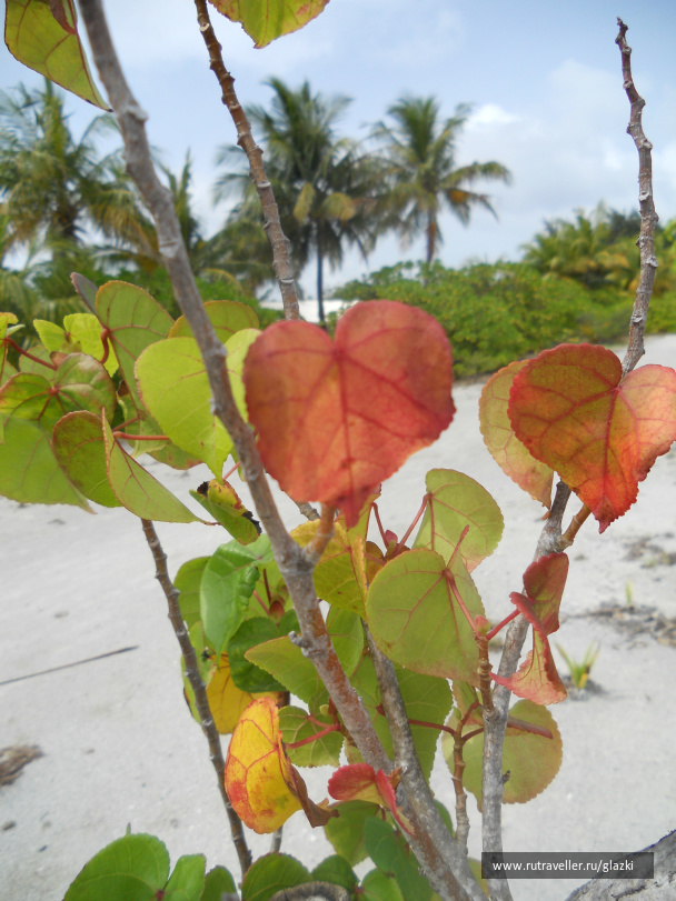 photo 475631