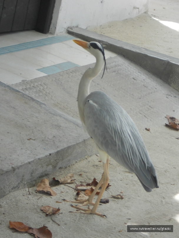 photo 529479
