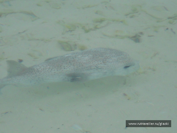 photo 538534