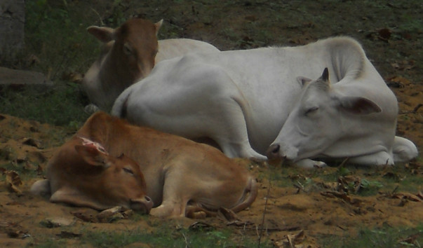 lankan- 156