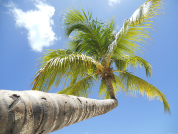 photo 477451